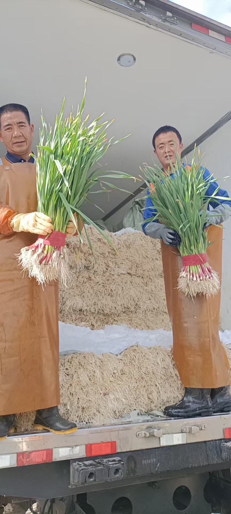 专业代收，一切为客户！加工，水洗，土货，甘肃临洮红根蒜苗