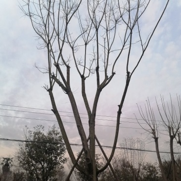 蓝花楹批发基地蓝花楹工程苗出售蓝花楹价格