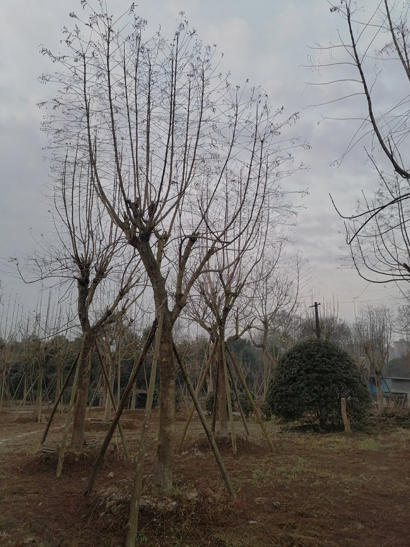 蓝花楹批发基地蓝花楹工程苗出售蓝花楹价格