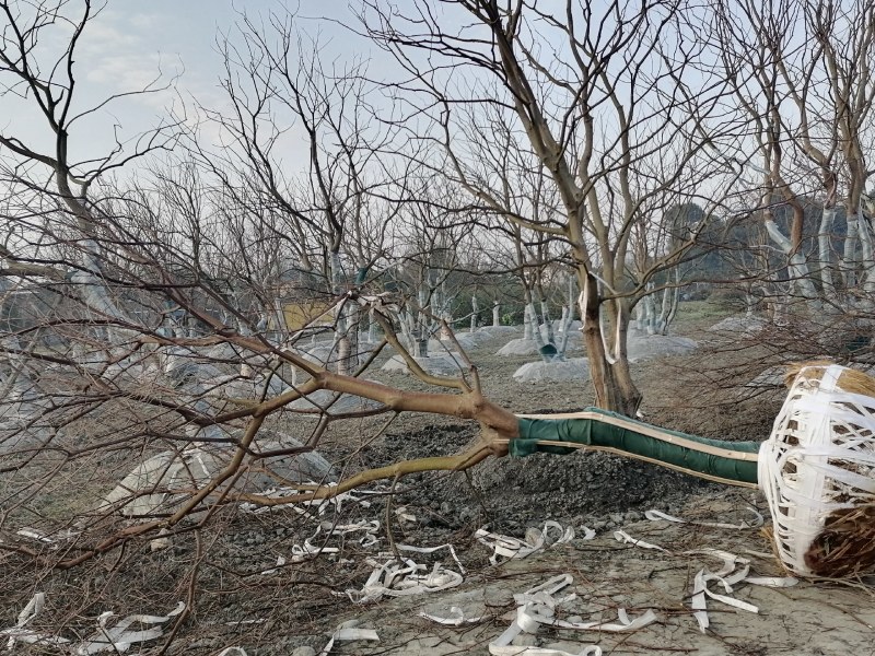 蓝花楹批发基地蓝花楹工程苗出售蓝花楹价格