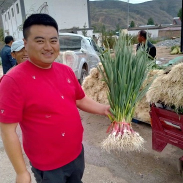 专业代收，一切为客户！加工，水洗，土货，甘肃临洮红根蒜苗