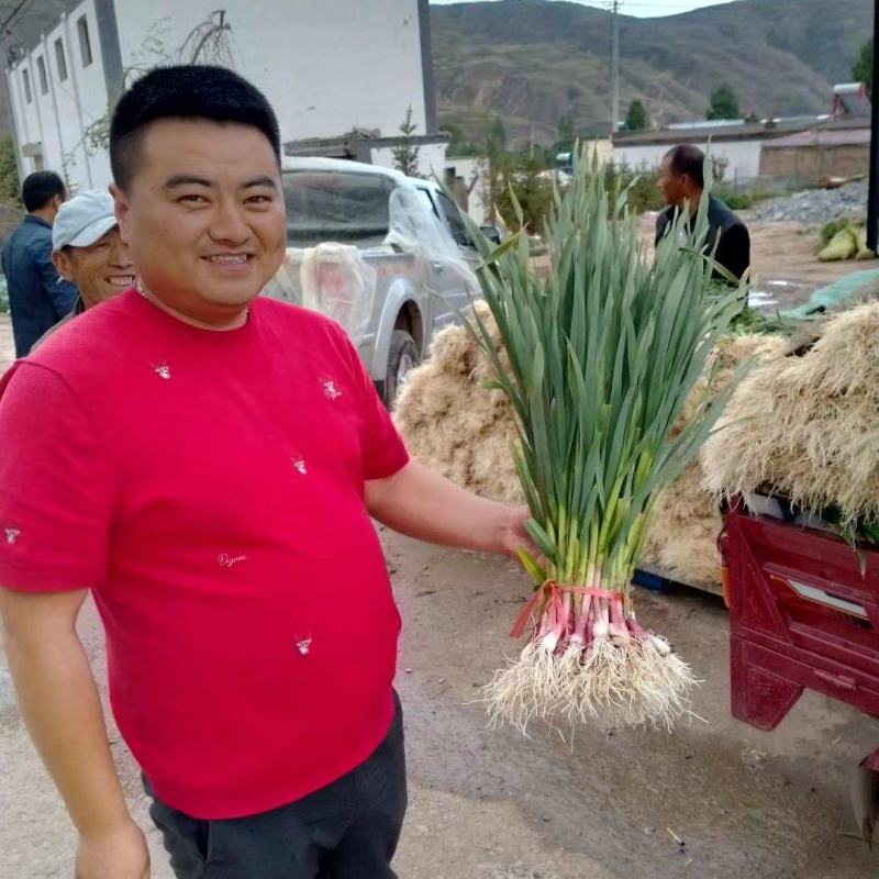 专业代收，一切为客户！加工，水洗，土货，甘肃临洮红根蒜苗