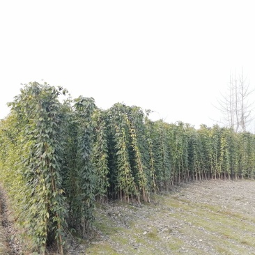 油麻藤基地大量出售高1-4米油麻藤油麻藤小杯大杯