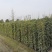 油麻藤基地大量出售高1-4米油麻藤油麻藤小杯大杯