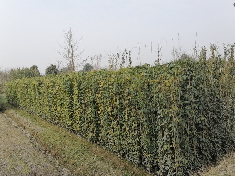 油麻藤基地大量出售高1-4米油麻藤油麻藤小杯大杯
