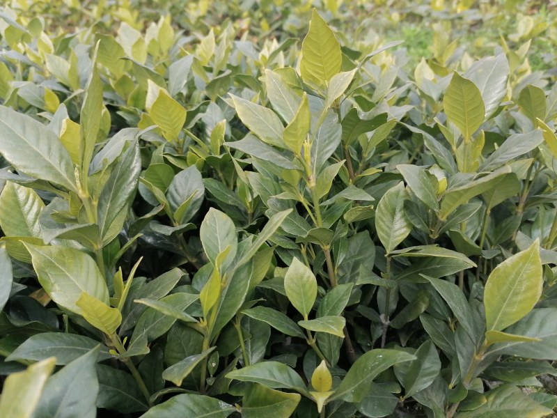 栀子花工程绿化苗木批发基地，大叶栀子杯苗地苗