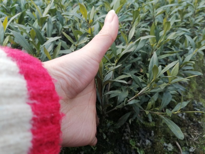 栀子花工程绿化苗木批发基地，大叶栀子杯苗地苗