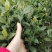栀子花工程绿化苗木批发基地，大叶栀子杯苗地苗