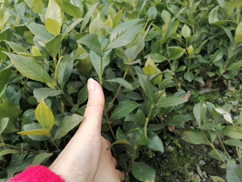 栀子花工程绿化苗木批发基地，大叶栀子杯苗地苗