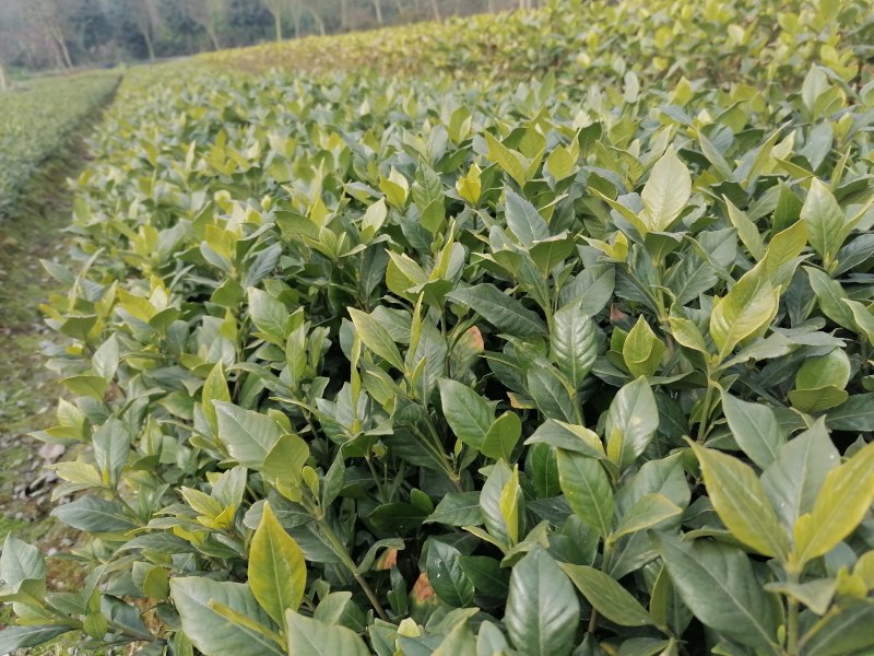 栀子花工程绿化苗木批发基地，大叶栀子杯苗地苗
