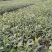 栀子花工程绿化苗木批发基地，大叶栀子杯苗地苗