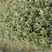 栀子花工程绿化苗木批发基地，大叶栀子杯苗地苗