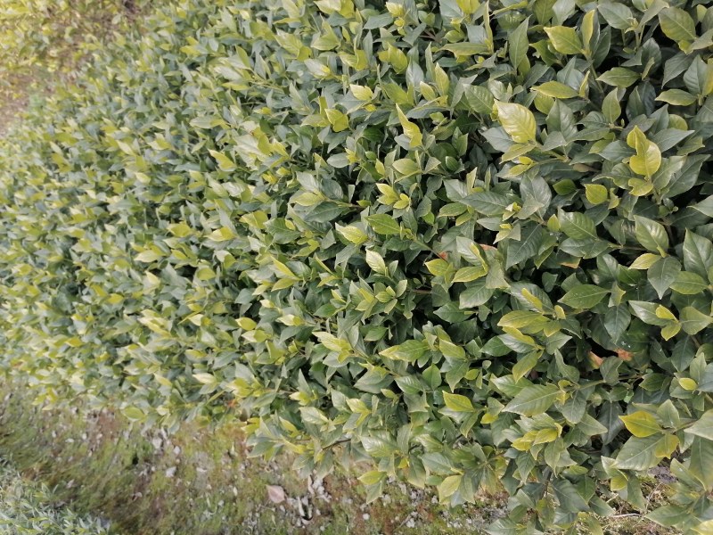 栀子花工程绿化苗木批发基地，大叶栀子杯苗地苗