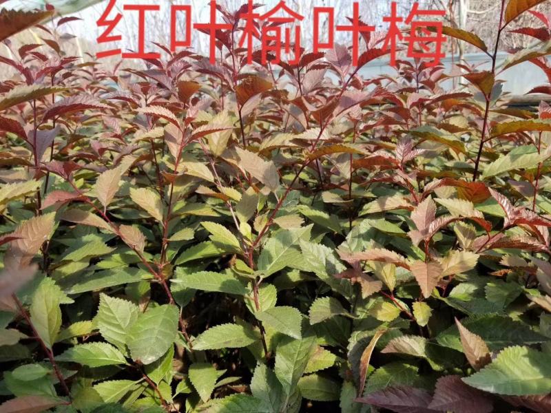 绿叶榆叶梅扦插苗大量销售热卖中欢迎下单秋季小苗上市中