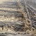 出售当年速生杨树苗，品种优良。