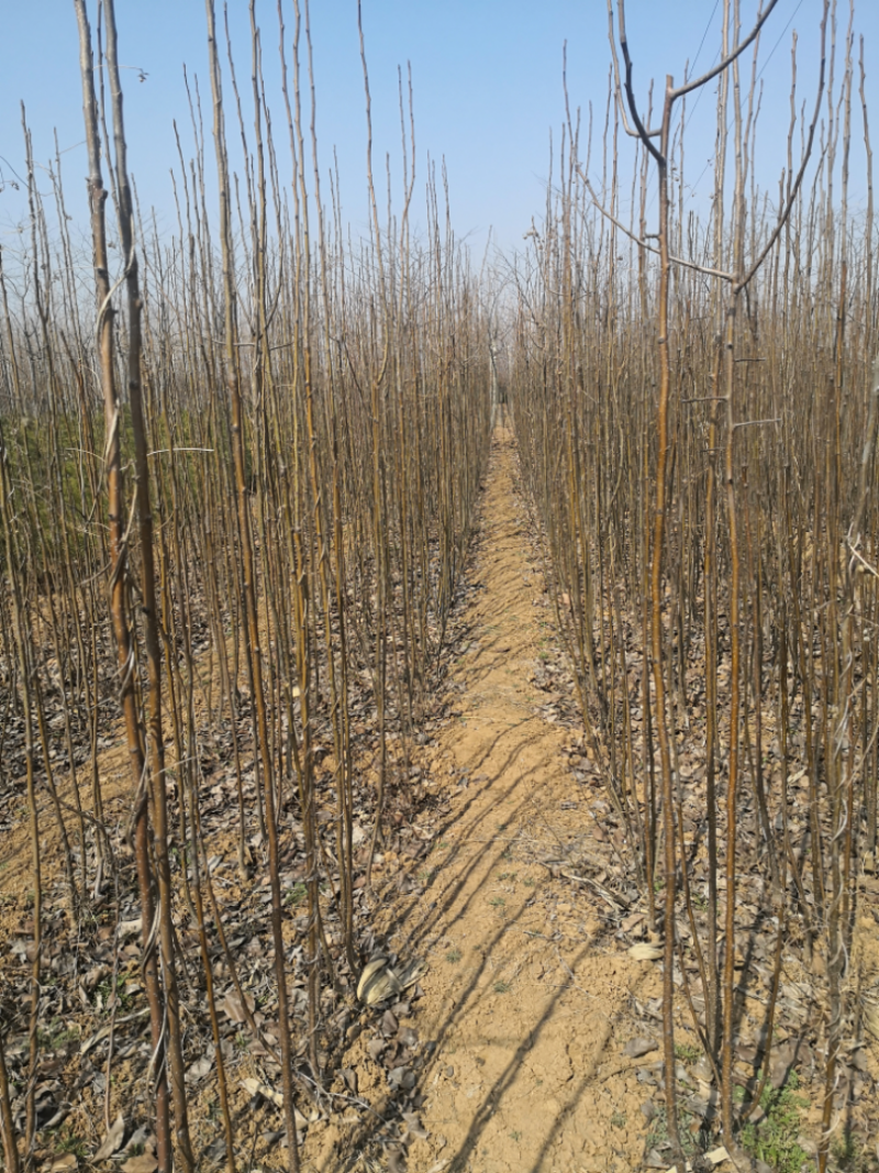 梨树，3-15公分梨树，玉露梨树，5公分梨树，红香酥梨树