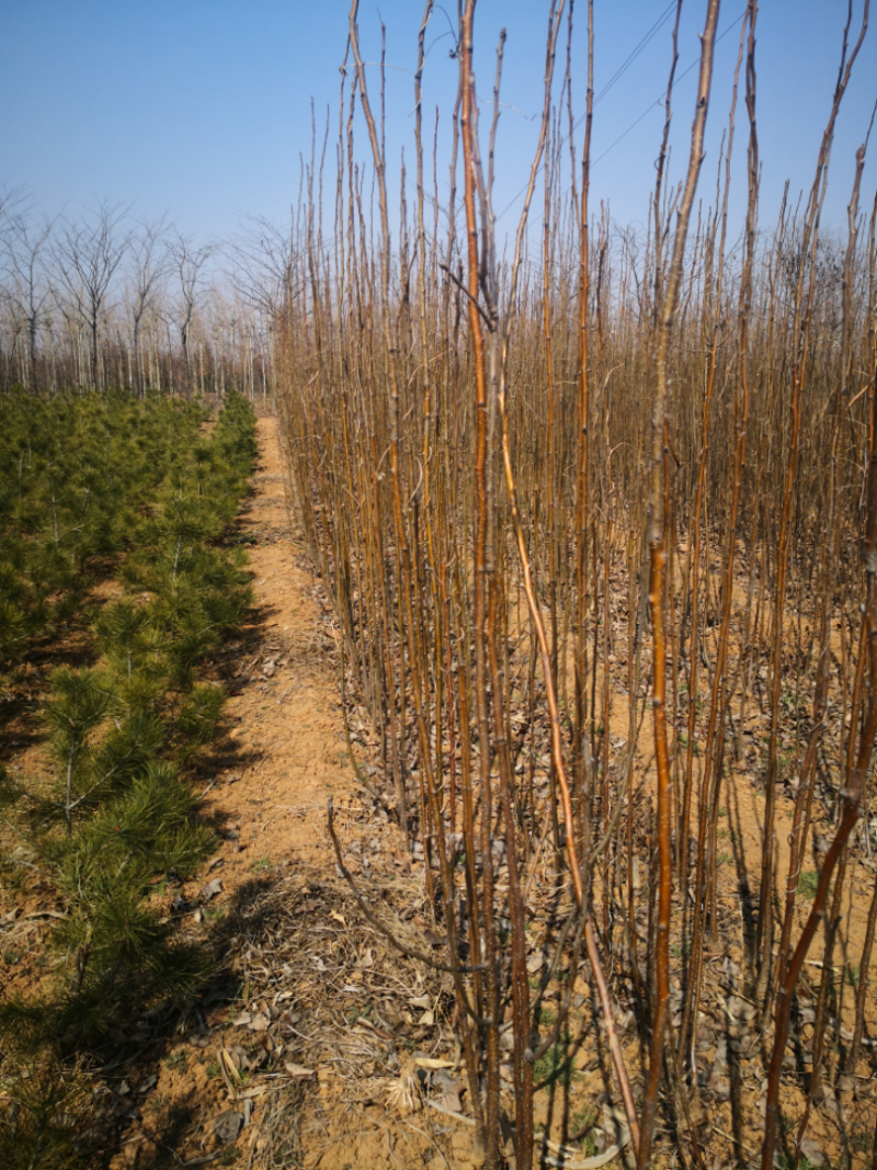 梨树，3-15公分梨树，玉露梨树，5公分梨树，红香酥梨树