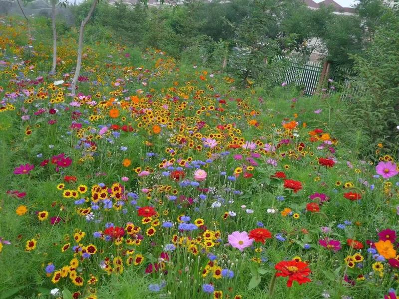 景观野花组合，品种齐全，色彩斑斓，美丽乡村我们共建共赏！