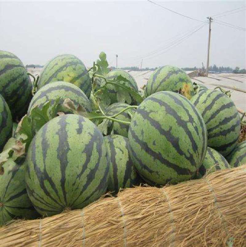 [店铺推荐]夏邑万亩美都西瓜八斤打底8成熟1茬