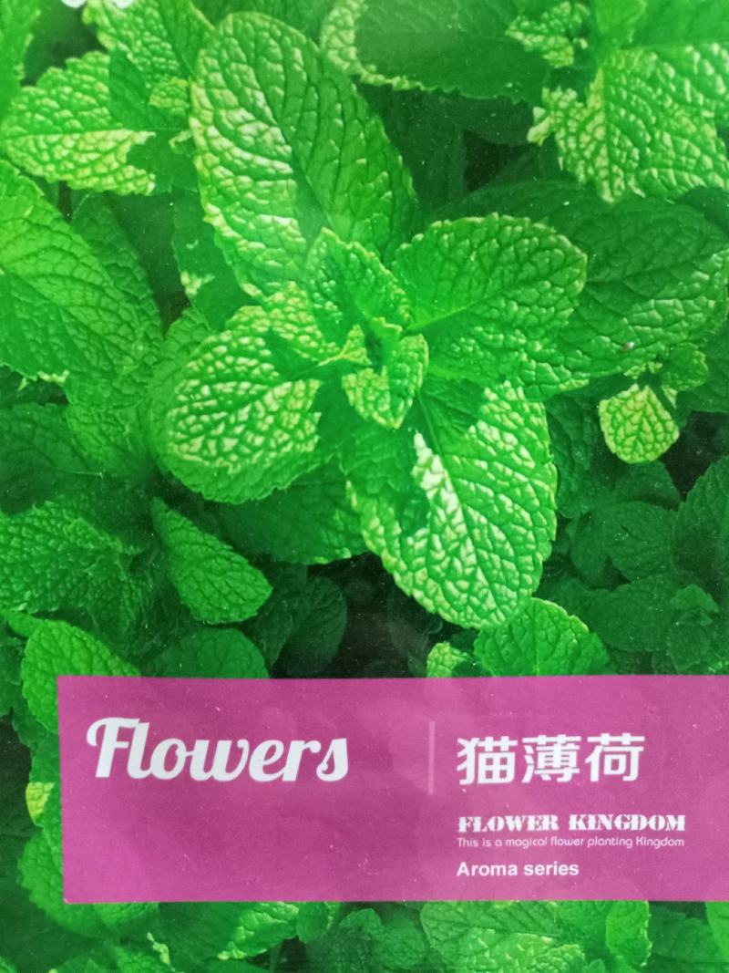 留兰香薄荷绿薄荷种子柠檬薄荷食用驱蚊盆栽四季阳台栽植