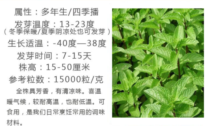 留兰香薄荷绿薄荷种子柠檬薄荷食用驱蚊盆栽四季阳台栽植