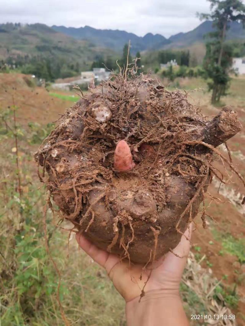 黑杆花魔芋