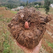 黑杆花魔芋