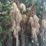 蒲葵杆高4-5米胸径20-30公分漳州蒲葵种植基地苗农