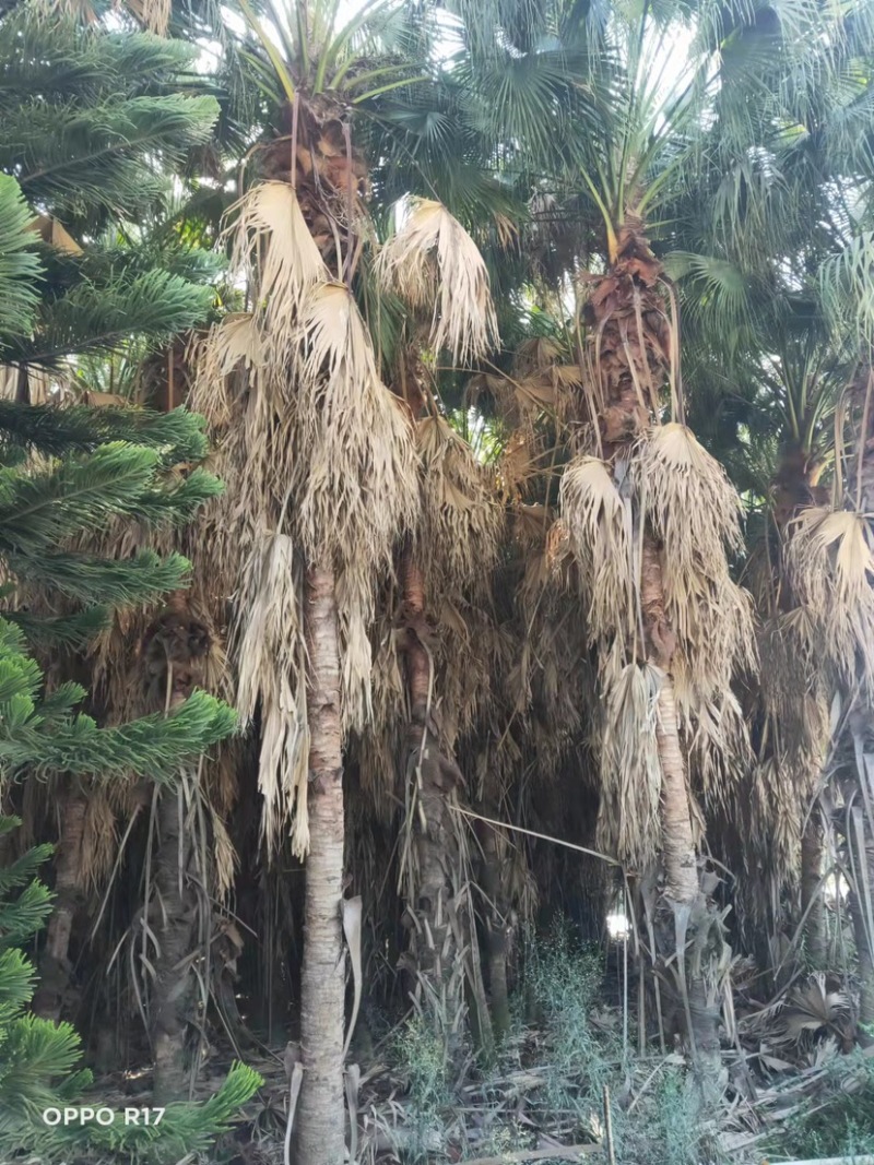 蒲葵杆高4-5米胸径20-30公分漳州蒲葵种植基地苗农