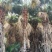 蒲葵杆高4-5米胸径20-30公分漳州蒲葵种植基地苗农