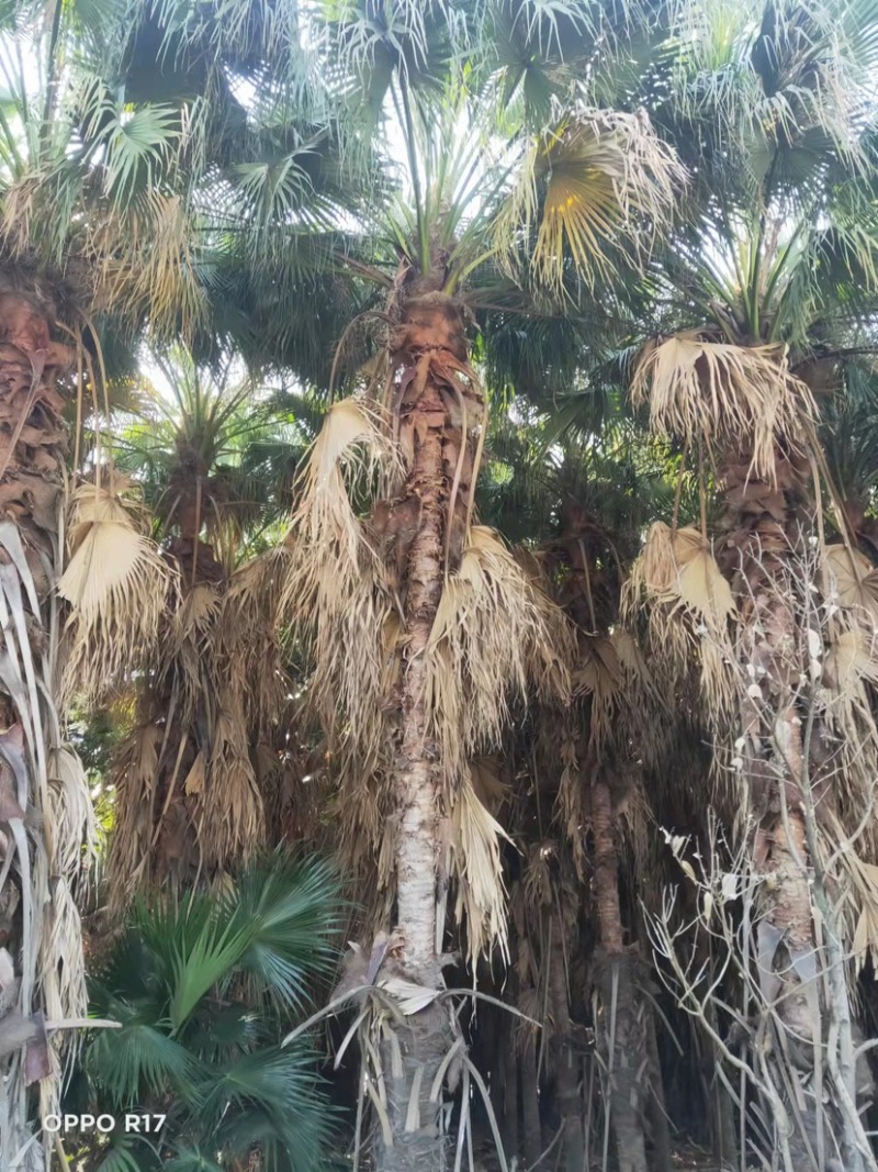 蒲葵杆高4-5米胸径20-30公分漳州蒲葵种植基地苗农
