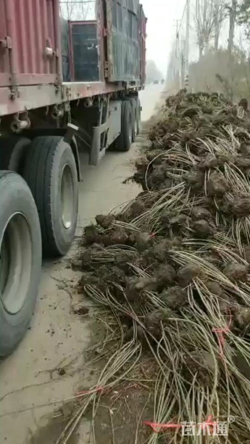 连翘苗