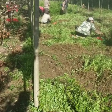 连翘苗
