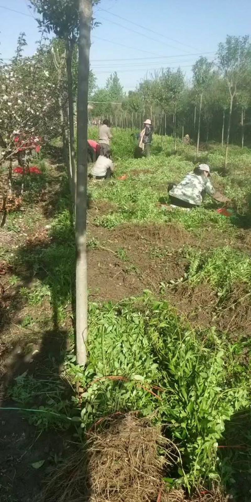 连翘苗