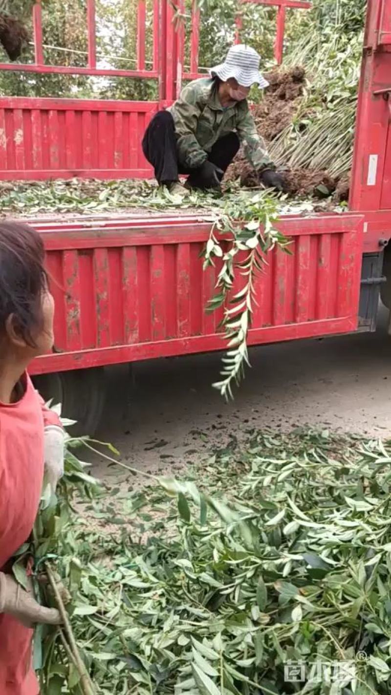 连翘苗