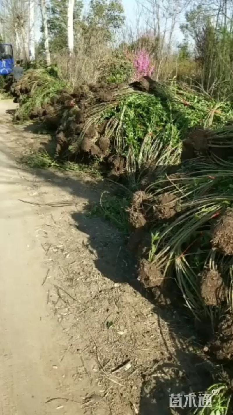 连翘苗