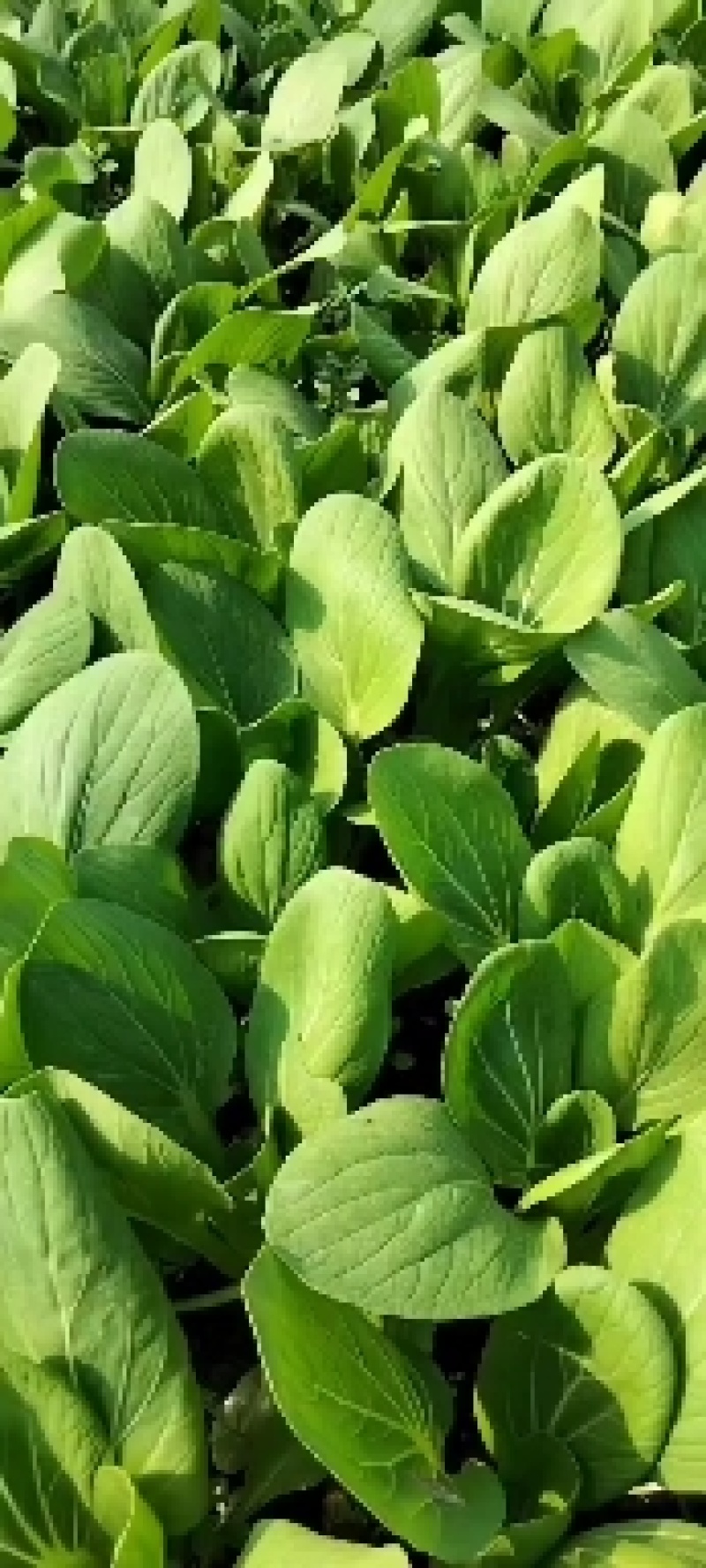 上海青菜