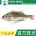 鲈鱼鲈鱼苗加州优质驯化鲈鱼加州淡水鲈鱼加州苗增长速度
