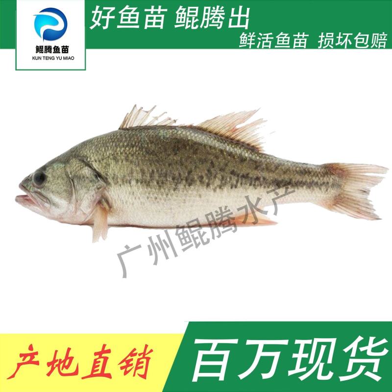 鲈鱼鲈鱼苗加州优质驯化鲈鱼加州淡水鲈鱼加州苗增长速度