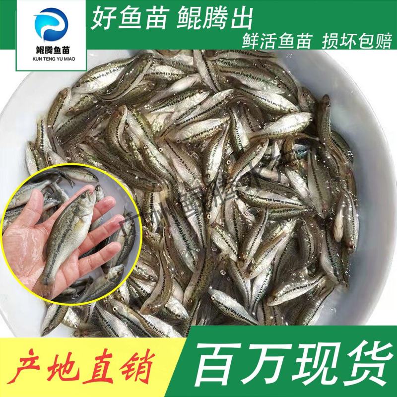 鲈鱼鲈鱼苗加州优质驯化鲈鱼加州淡水鲈鱼加州苗增长速度