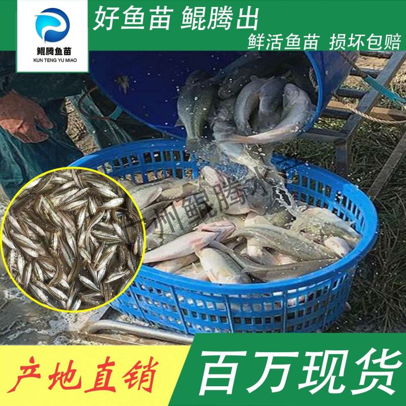鲈鱼鲈鱼苗加州优质驯化鲈鱼加州淡水鲈鱼加州苗增长速度