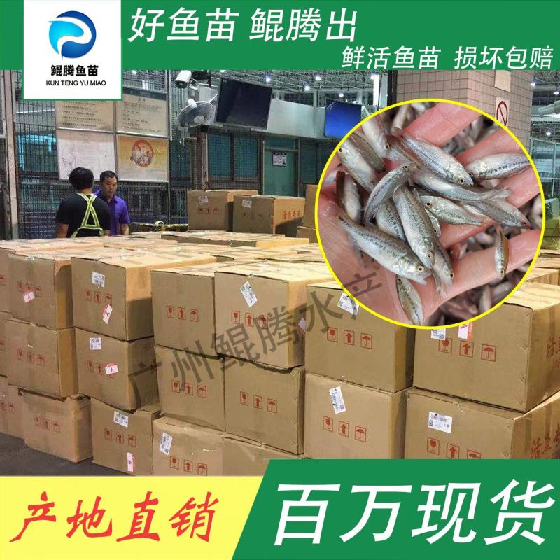 鲈鱼鲈鱼苗加州优质驯化鲈鱼加州淡水鲈鱼加州苗增长速度