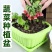 种菜盆花卉塑料阳台加厚大花盆带托盘长方形种菜盆种植箱特价