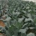 泰安市精品西兰花