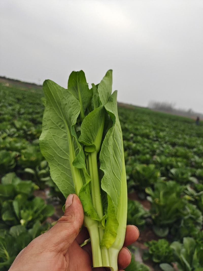 白菜苔大量上市，每天出货二至三万斤，基地种植，苔深绿小叶