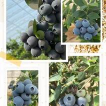 精品蓝莓丹东原产地直发量大价优保质保量欢迎选购