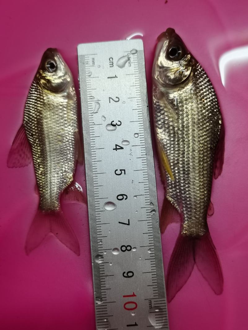 良种巴西鲷鱼，苗杂交巴西鲷，易养快大，产量高