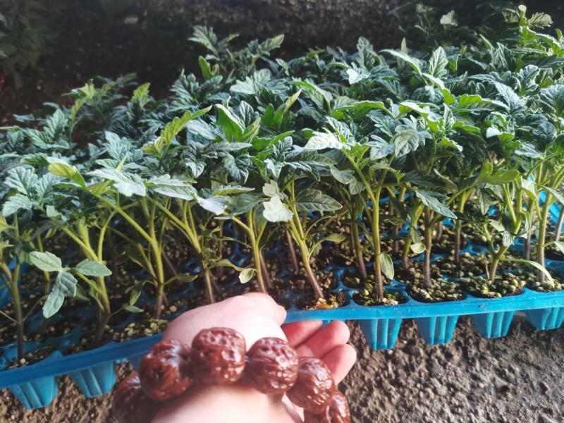 樱桃西红柿苗千玺贝贝釜山88夏日阳光草莓番茄