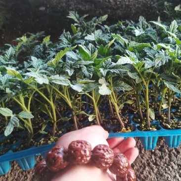 樱桃西红柿苗千玺贝贝釜山88夏日阳光草莓番茄