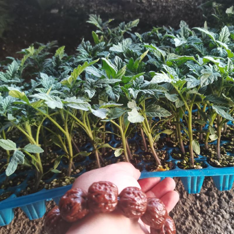 樱桃西红柿苗千玺贝贝釜山88夏日阳光草莓番茄